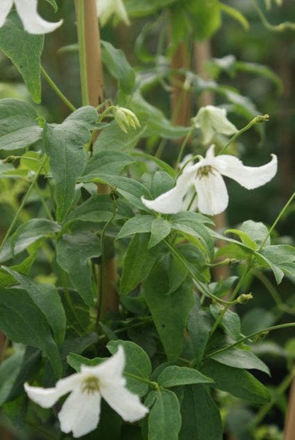  Bosrank (Clematis 'White Magic')