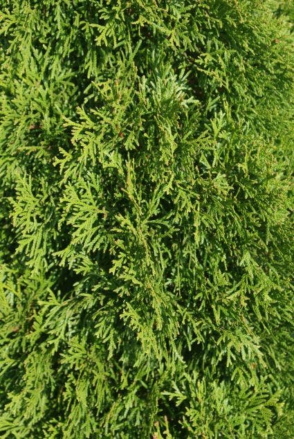  Westerse Levensboom (Thuja Occidentalis 'Smaragd')
