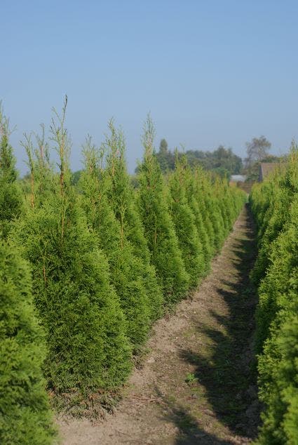  Westerse Levensboom (Thuja Occidentalis 'Smaragd')