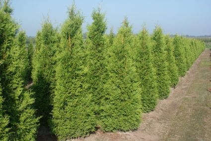  Groene Haagconifeer (Thuja Occidentalis 'Brabant')