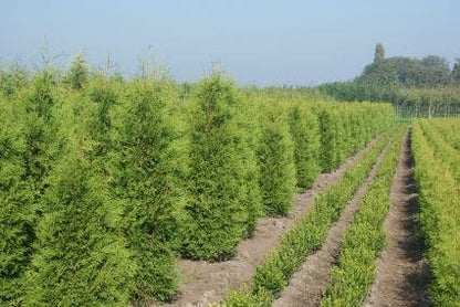  Groene Haagconifeer (Thuja Occidentalis 'Brabant')