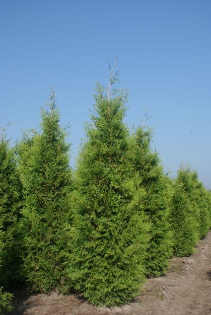  Groene Haagconifeer (Thuja Occidentalis 'Brabant')
