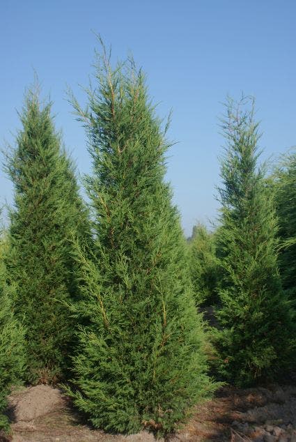  Snelgroeiende Haagconifeer (Cupressocyparis Leylandii)