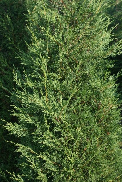  Snelgroeiende Haagconifeer (Cupressocyparis Leylandii)