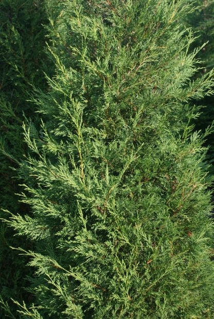 Snelgroeiende Haagconifeer (Cupressocyparis Leylandii)