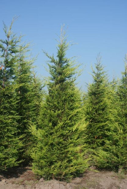  Haagconifeer (Cupressocyparis Leylandii 'Castlewellan Gold' )