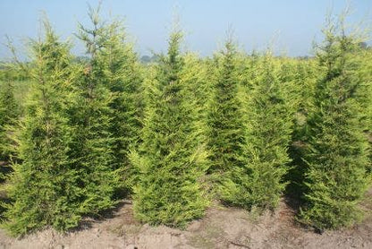  Haagconifeer (Cupressocyparis Leylandii 'Castlewellan Gold' )