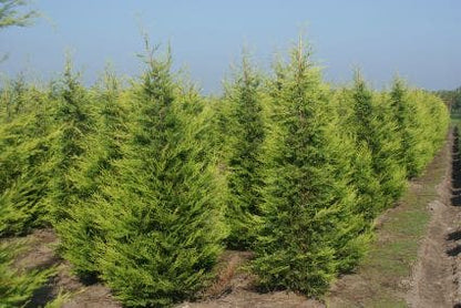  Haagconifeer (Cupressocyparis Leylandii 'Castlewellan Gold' )