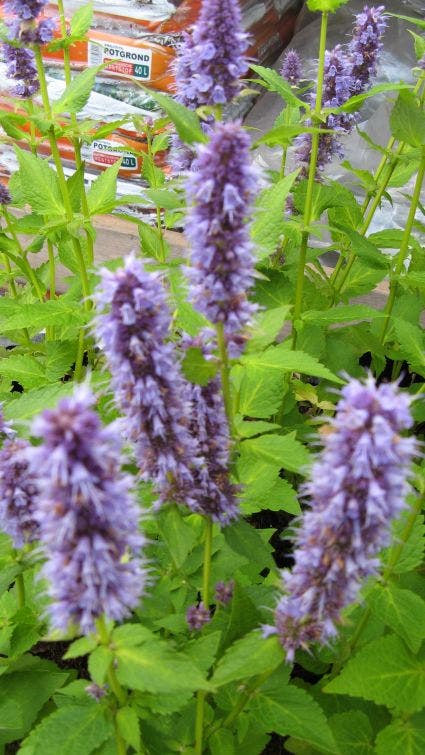  Dropplant (Agastache 'Blue Fortune')