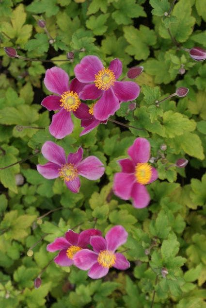  Japanse Anemoon (Anemone Hupehensis 'Splendens')
