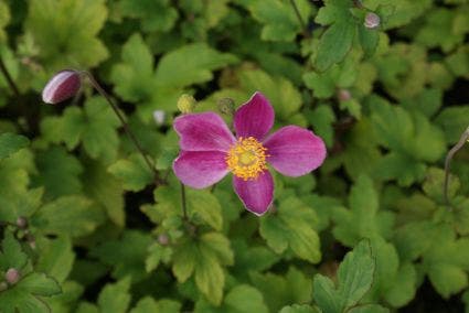  Japanse Anemoon (Anemone Hupehensis 'Splendens')