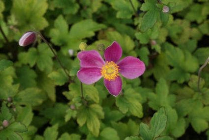  Japanse Anemoon (Anemone Hupehensis 'Splendens')