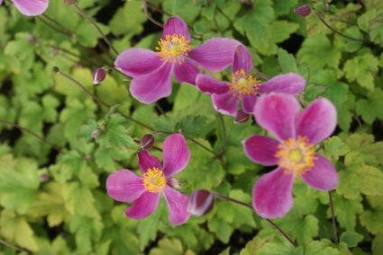  Japanse Anemoon (Anemone Hupehensis 'Splendens')