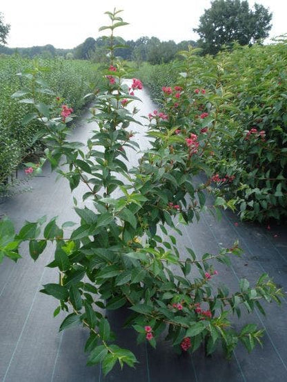  Weigela (Weigela 'Bristol Ruby')