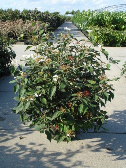  Sneeuwbal (Viburnum Plicatum 'Watanabe')