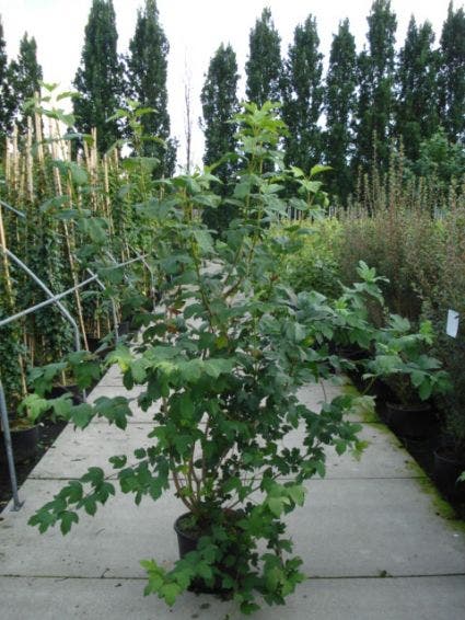  Sneeuwbal (Viburnum Opulus 'Roseum')