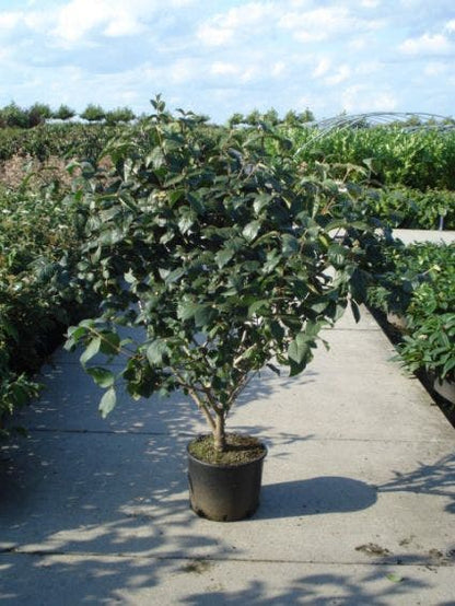  Sneeuwbal (Viburnum Carlcephalum)