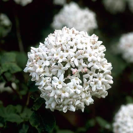  Sneeuwbal (Viburnum Carlcephalum)