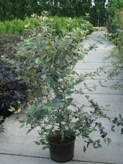  Sneeuwbal (Viburnum Burkwoodii)