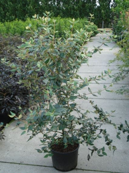  Sneeuwbal (Viburnum Burkwoodii)