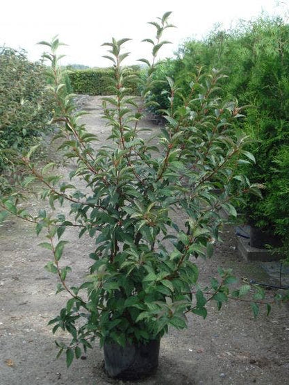  Sneeuwbal (Viburnum Bodnantense 'Charles Lamont')