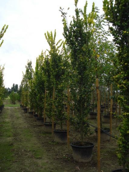  Goudiep (Ulmus Hollandica 'Wredei')