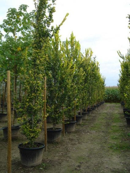  Goudiep (Ulmus Hollandica 'Wredei')