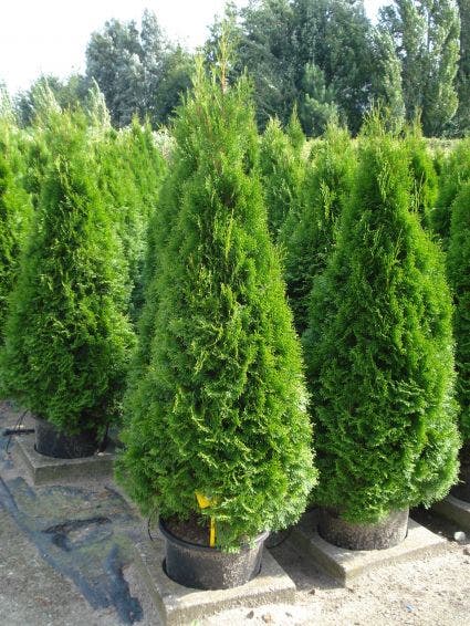  Westerse Levensboom (Thuja Occidentalis 'Smaragd')