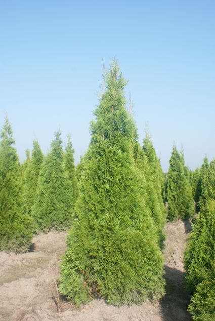  Westerse Levensboom (Thuja Occidentalis 'Smaragd')