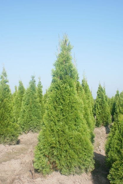  Westerse Levensboom (Thuja Occidentalis 'Smaragd')