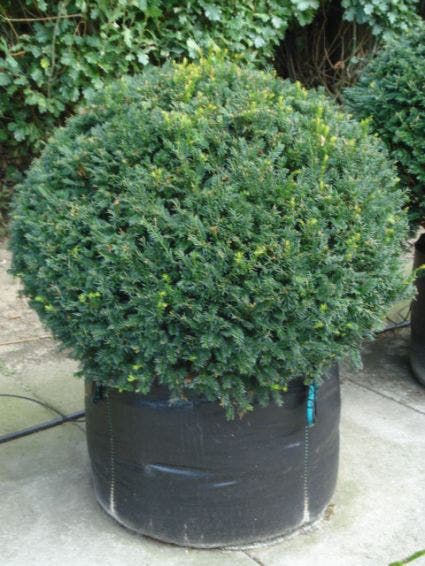  Taxusbol (Taxus Baccata)