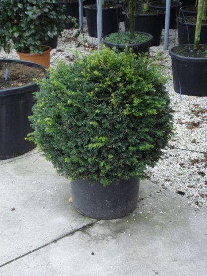  Taxusbol (Taxus Baccata)