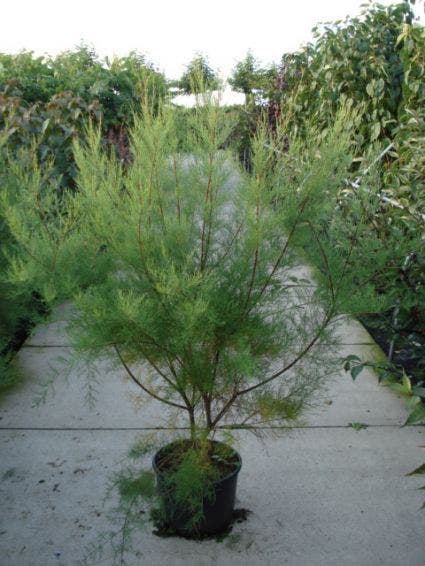  Tamarisk (Tamarix Parviflora)
