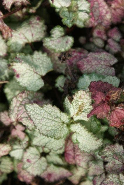  Dovenetel (Lamium Maculatum 'Beacon Silver')