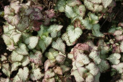  Dovenetel (Lamium Maculatum 'Beacon Silver')