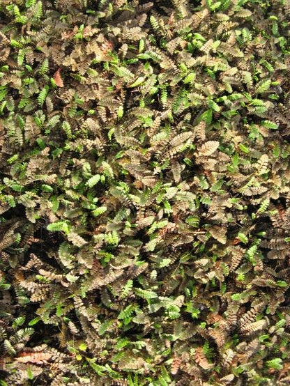  Koperknoopje (Leptinella Potentillina)