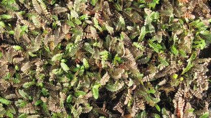  Koperknoopje (Leptinella Potentillina)