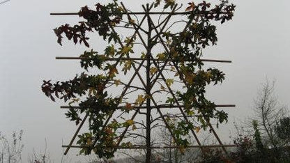  Amberboom Als Leiboom (Liquidambar Styraciflua)