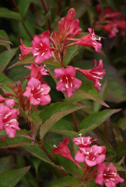  Weigela (Weigela 'Bristol Ruby')