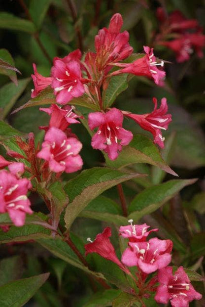  Weigela (Weigela 'Bristol Ruby')