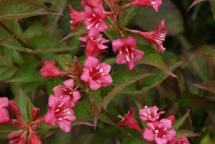  Weigela (Weigela 'Bristol Ruby')