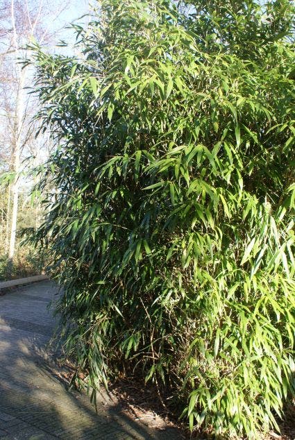  Bamboe (Phyllostachys Aurea)