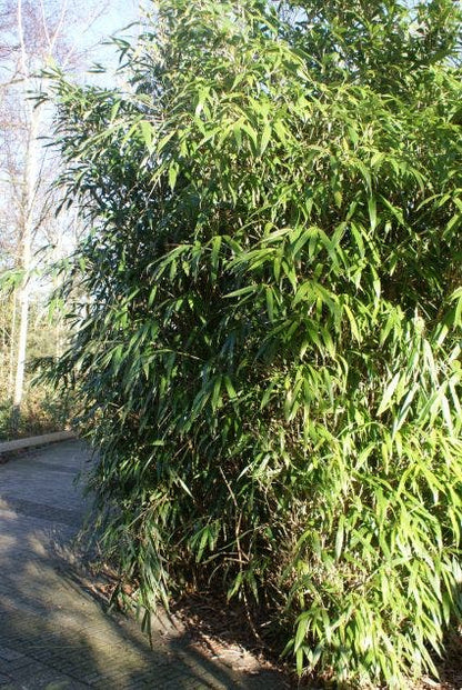  Bamboe (Phyllostachys Aurea)