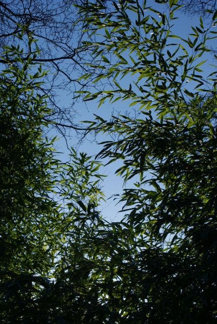  Bamboe (Phyllostachys Aurea)