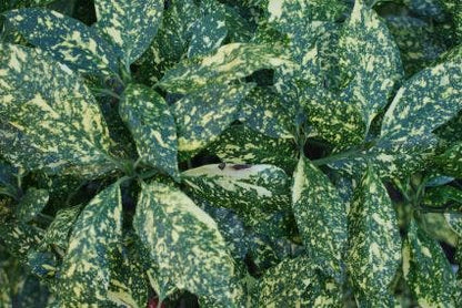  Broodboom (Aucuba Japonica 'Variegata')