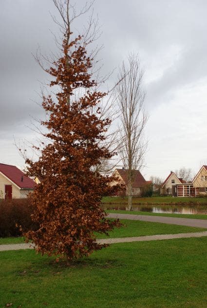  Beukenboom (Fagus Sylvatica)