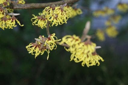  Toverhazelaar (Hamamelis Intermedia 'Arnold Promise')