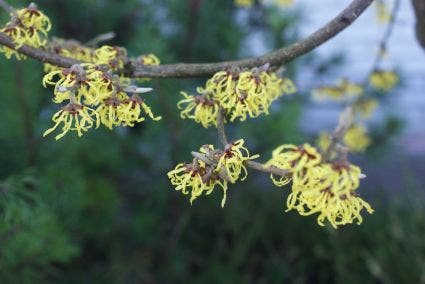  Toverhazelaar (Hamamelis Intermedia 'Arnold Promise')