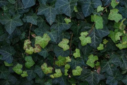  Grootbladige Klimop (Hedera Hibernica)