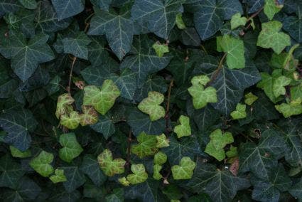  Grootbladige Klimop (Hedera Hibernica)